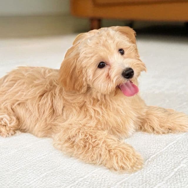 Orange Collar - Maltipoo Male