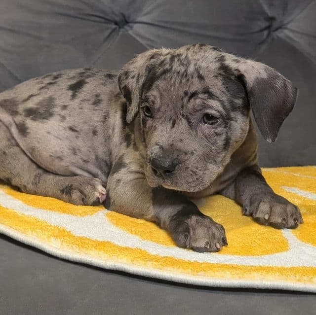 ODIN - American Bully Male