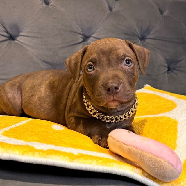 QUINCY - American Bully Male
