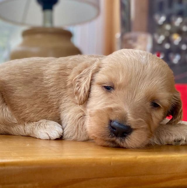 Gilbert  - Goldendoodle Male