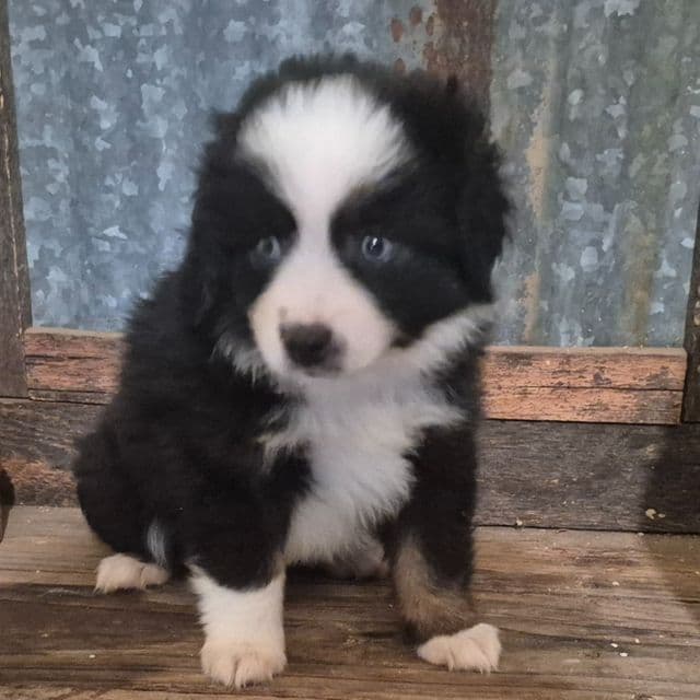 Arkansas - Australian Shepherd Female