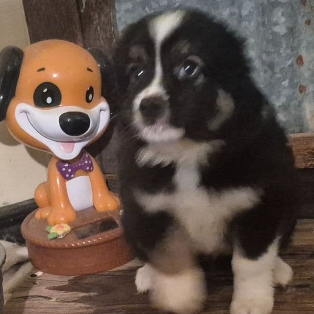 Mississippi - Australian Shepherd Male
