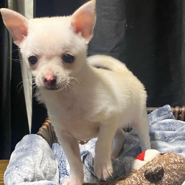 Nala - Chihuahua Female