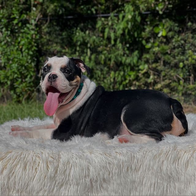 Maverick - English Bulldog Male