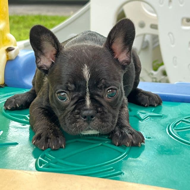 Pepper - French Bulldog Female