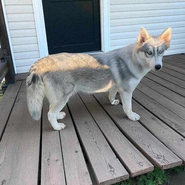 Grey female - Siberian Husky Female