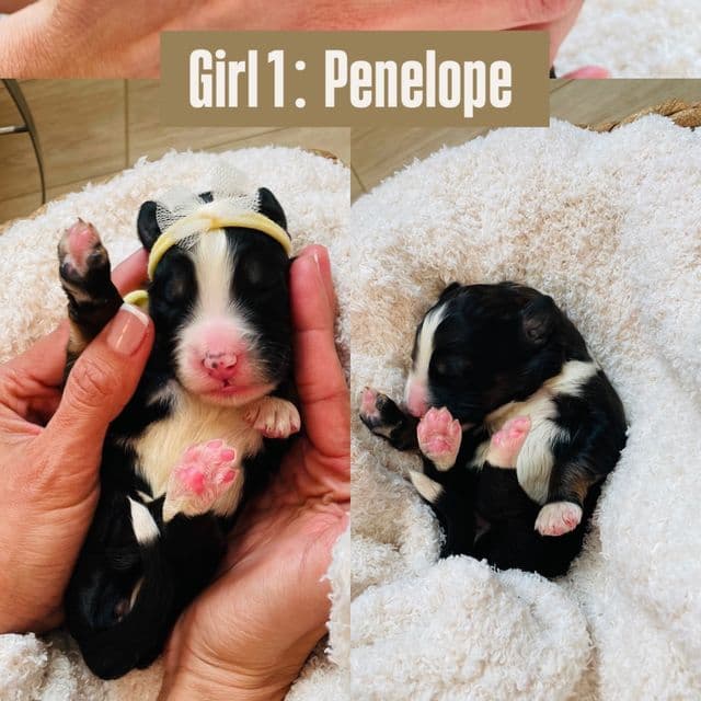 Penelope  - Bernedoodle Female