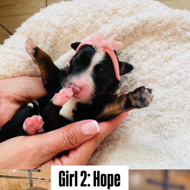 Hope - Bernedoodle Female