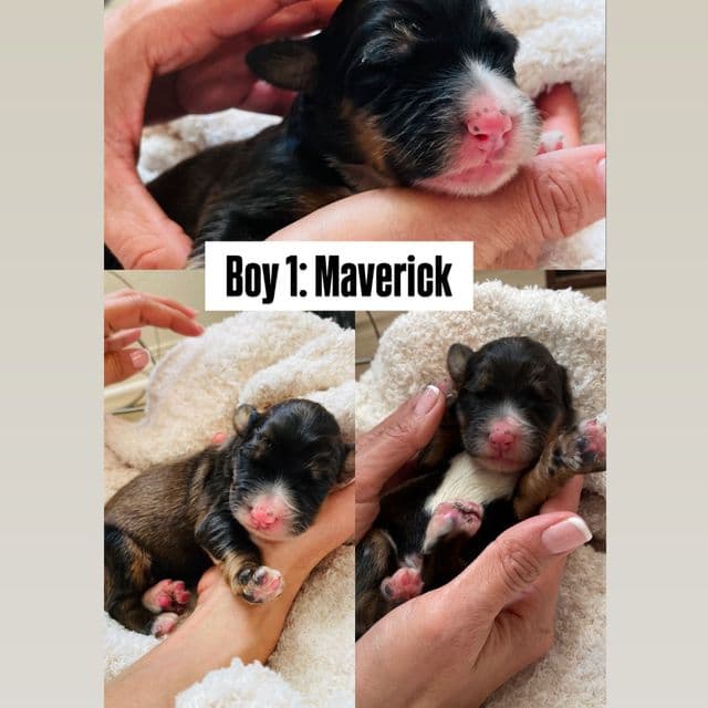 Maverick - Bernedoodle Male