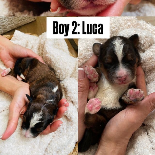 Luca - Bernedoodle Male