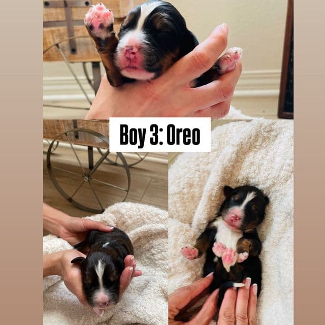Oreo - Bernedoodle Male