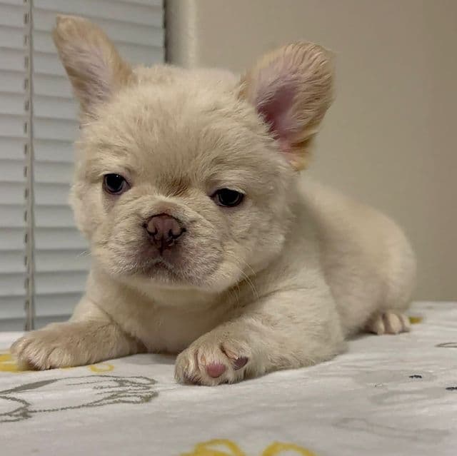 Frost - French Bulldog Male