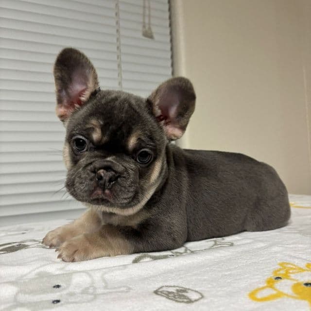 Gordo - French Bulldog Male