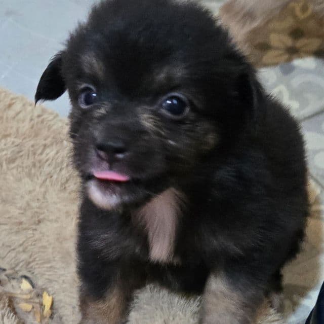 Indie - Miniature American Shepherd (Mini Aussie) Female