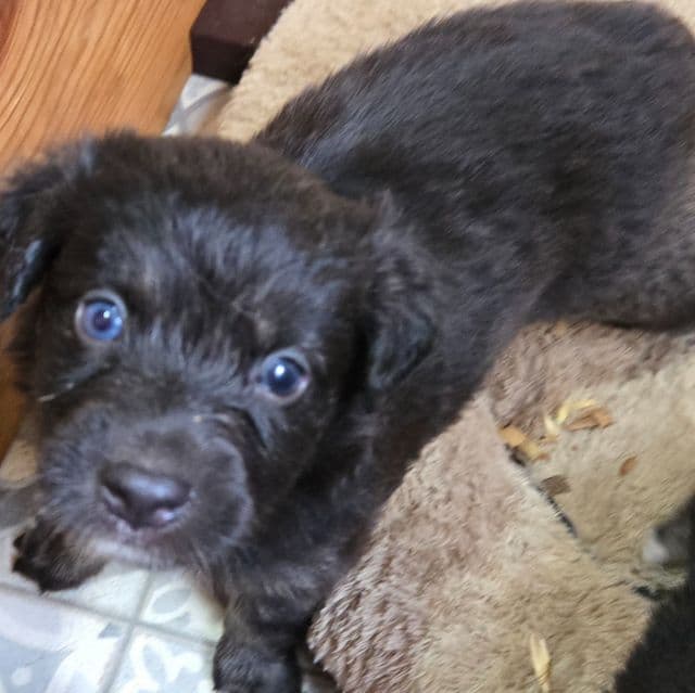 Izzie - Miniature American Shepherd (Mini Aussie) Female