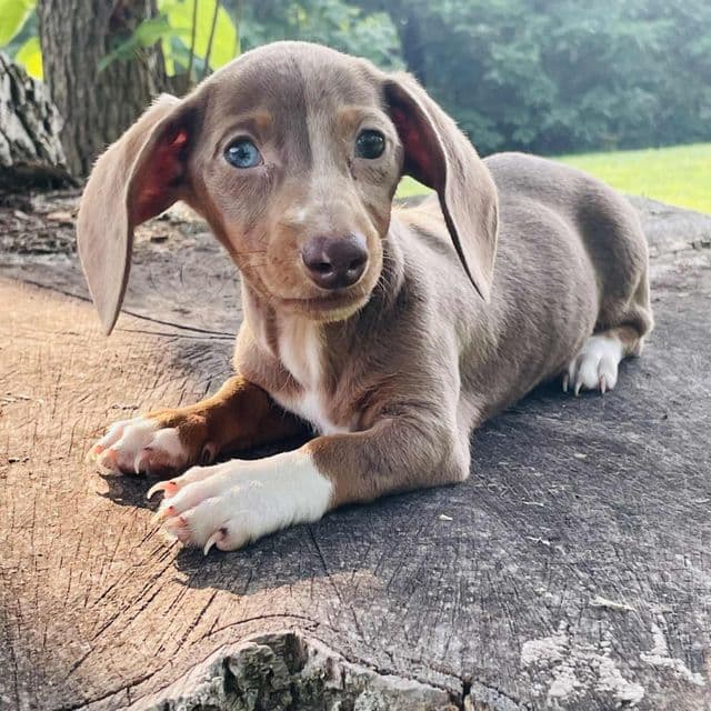 Cordelia - Dachshund Female