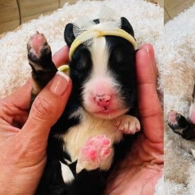 Penelope  - Bernedoodle Female