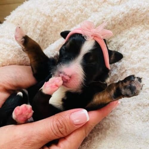 Hope - Bernedoodle Female
