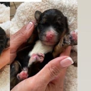 Maverick - Bernedoodle Male
