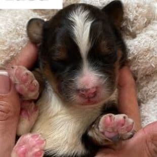 Luca - Bernedoodle Male