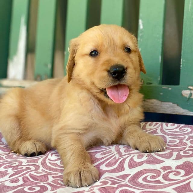 Pippa  - Golden Retriever Female