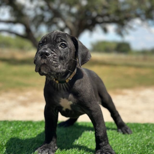 Tan Collar - Cane Corso Male