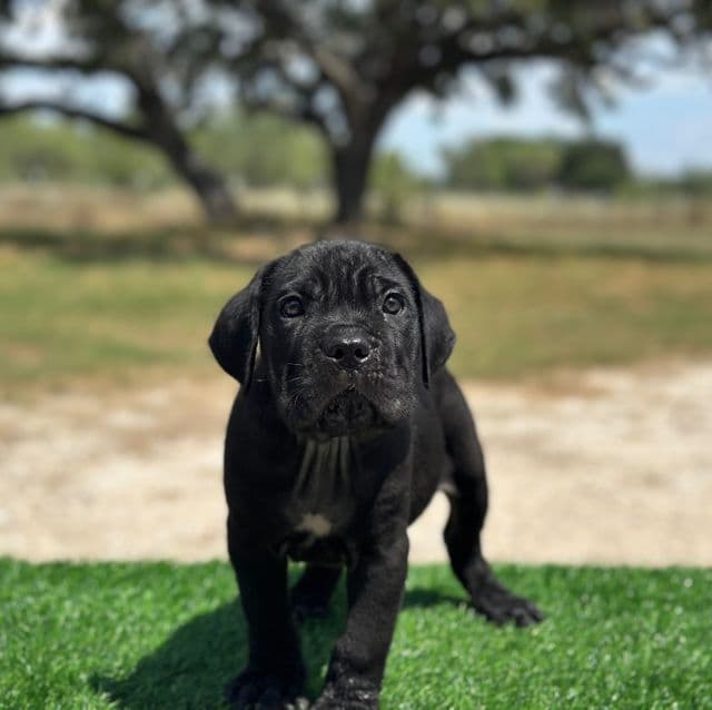 Dark Green Collar - Cane Corso Female