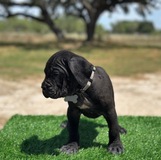 Grey Collar - Cane Corso Male