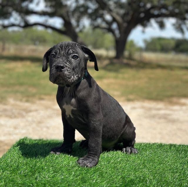 Neon Blue Collar - Cane Corso Female