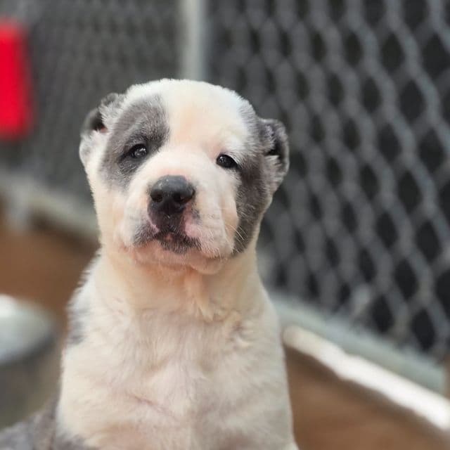 Diego - Central Asian Shepherd Dog Male