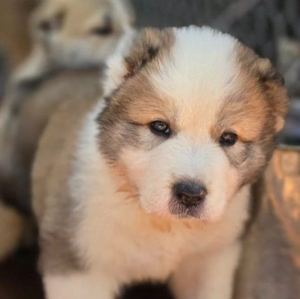 Dallas - Central Asian Shepherd Dog Male