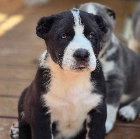 Daisy - Central Asian Shepherd Dog Female