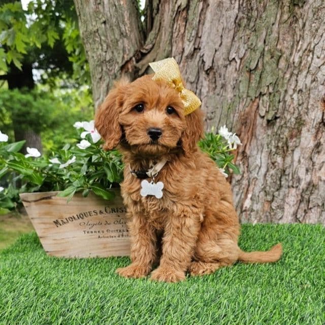 Josie (mini) - Goldendoodle Female