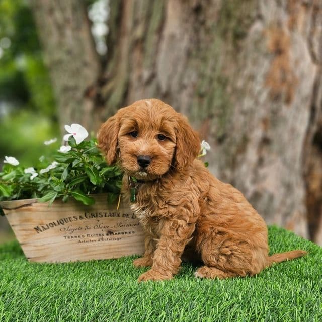 Beu (Mini ) - Goldendoodle Male