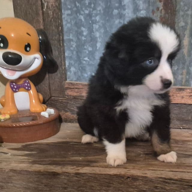 Maine. (Toy) - Australian Shepherd Female