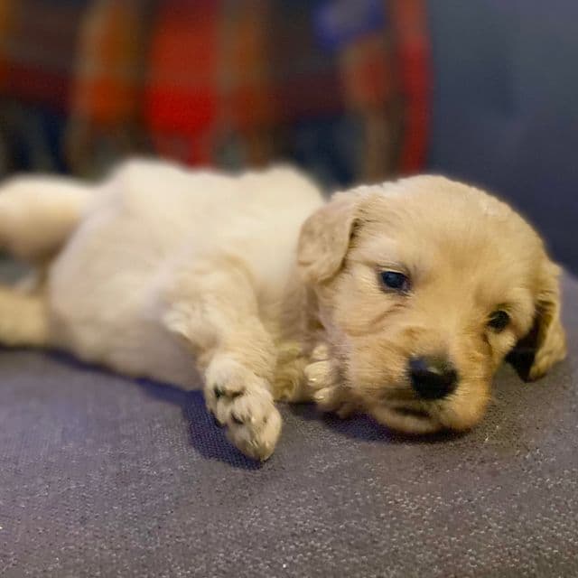 Dolly - Goldendoodle Female