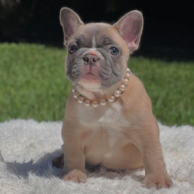 Daisy - French Bulldog Female