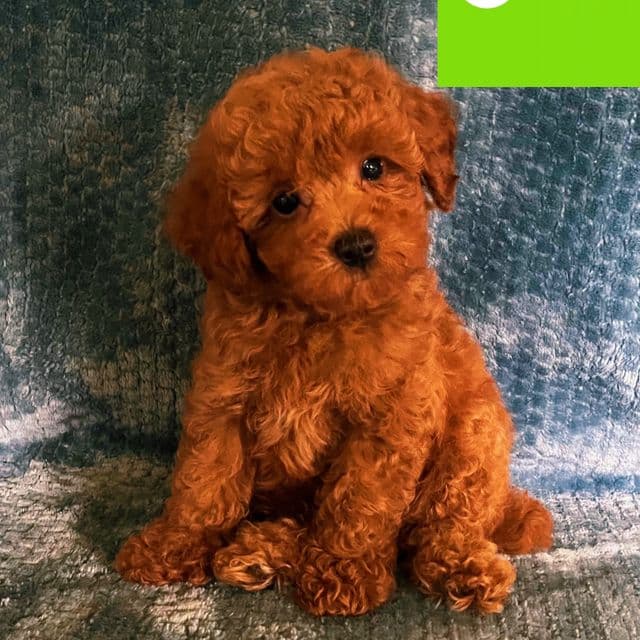 Dasy  - Toy Poodle Female