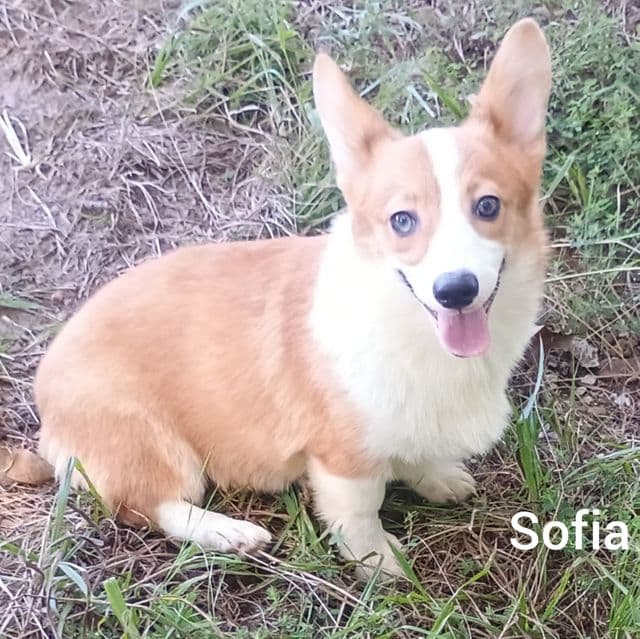 Sofia - Pembroke Welsh Corgi Female
