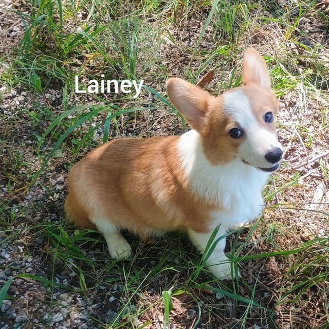 Lainey - Pembroke Welsh Corgi Female