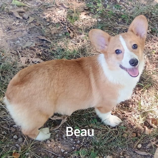 Beau - Pembroke Welsh Corgi Male