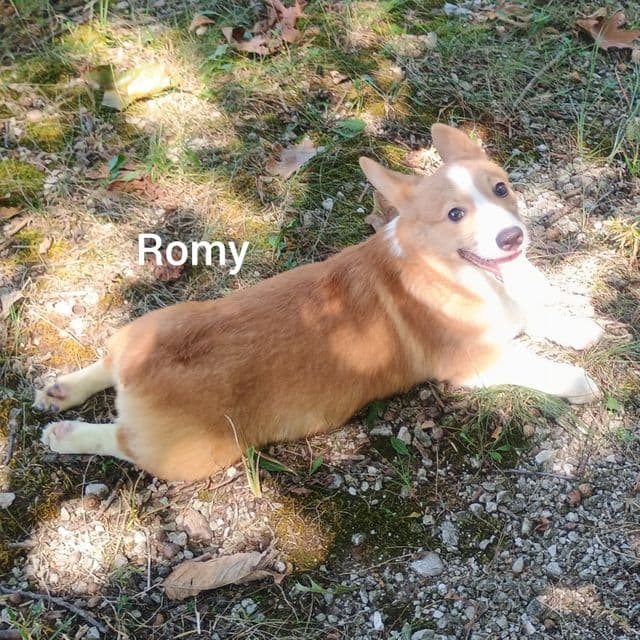 Romy - Pembroke Welsh Corgi Male
