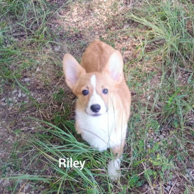 Riley - Pembroke Welsh Corgi Female