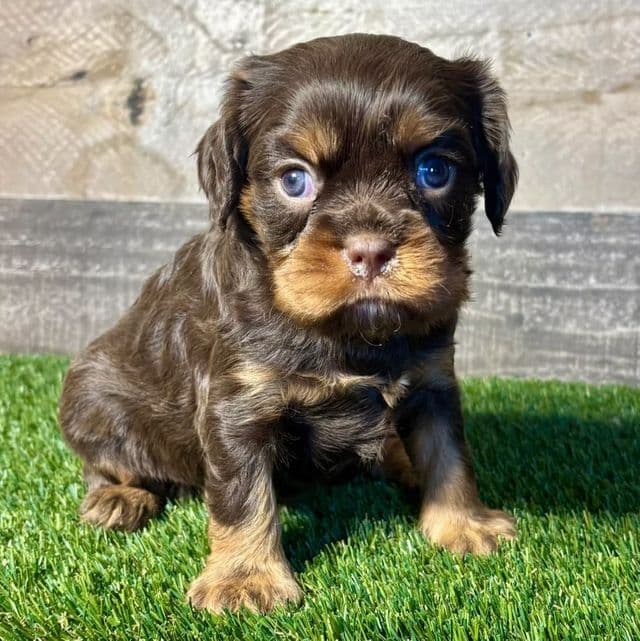 Wes - Cavalier King Charles Spaniel Male