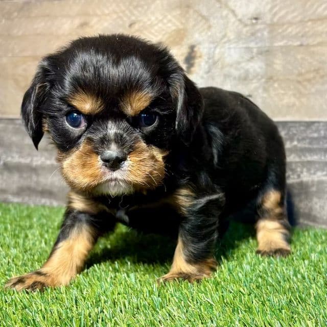 Wemby - Cavalier King Charles Spaniel Male