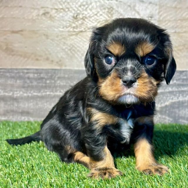 Wemby - Cavalier King Charles Spaniel Male