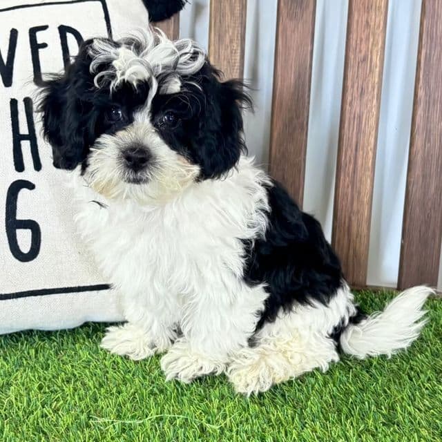 Silas - Shih-Poo Male