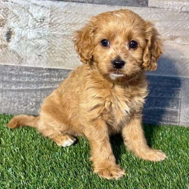 Carrot - Cavapoo Female