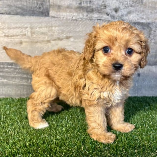 Calla - Cavapoo Female