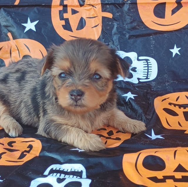 Nestle - Yorkshire Terrier Female